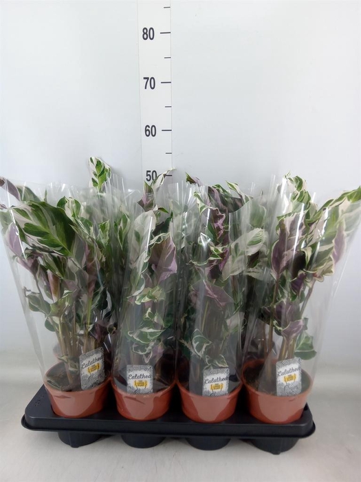 <h4>Calathea  'Fusion White'</h4>