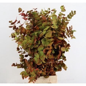 EUCALYP KLB BS H%