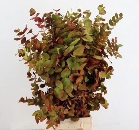 <h4>EUCALYP KLB BS H%</h4>