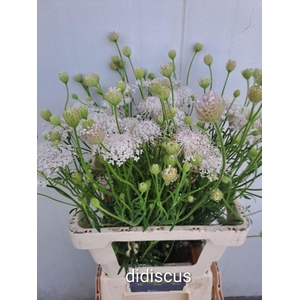OVERIG SNIJBLOEMEN SNIJBLOEMEN OV