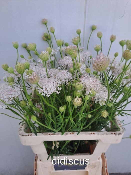<h4>OVERIG SNIJBLOEMEN SNIJBLOEMEN OV</h4>