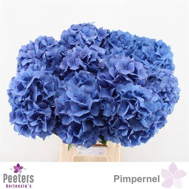 <h4>HYDR M CH PIMPERNEL</h4>