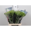 Dianthus Br Kiwi Mellow