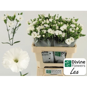 Dianthus TR 'Solomio Lex'