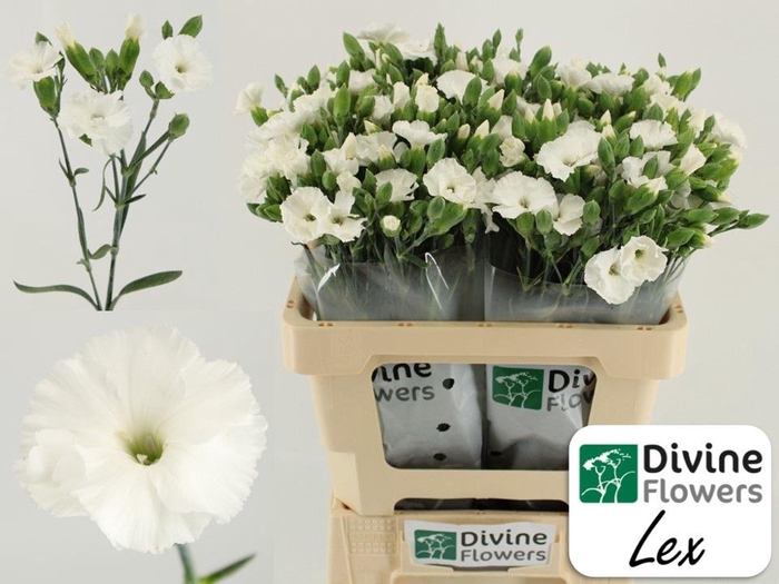 <h4>Dianthus TR 'Solomio Lex'</h4>
