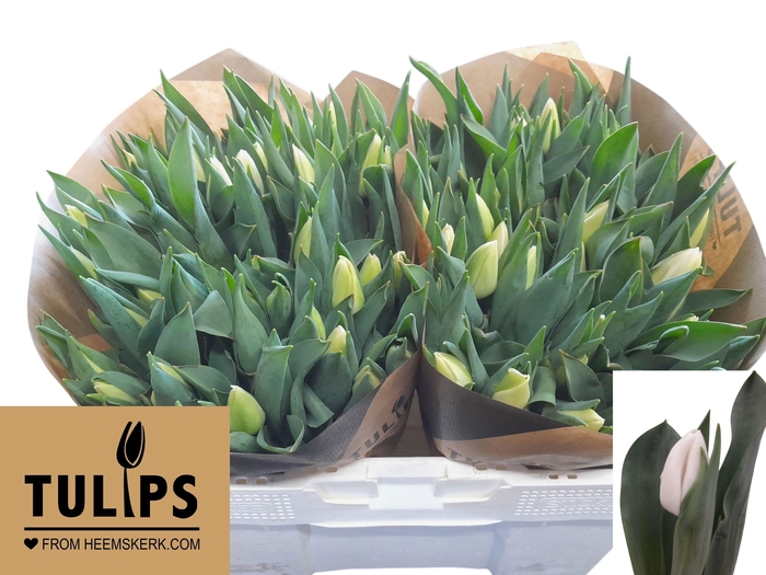 <h4>TU EN UPDATE</h4>