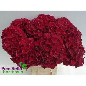 Hydrangea mag ruby red