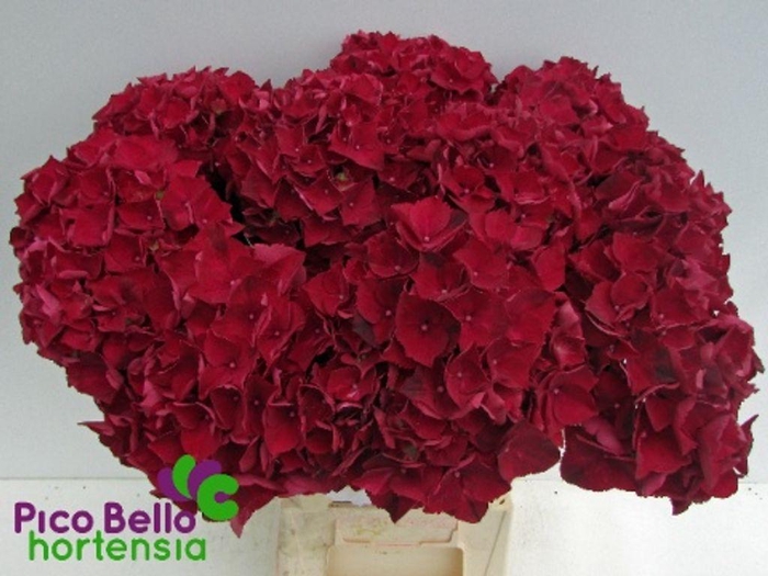<h4>Hydrangea mag ruby red</h4>