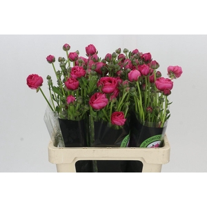 Ranunculus Magical Blush