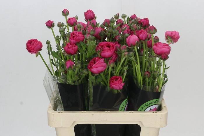 <h4>Ranunculus Magical Blush</h4>