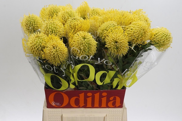 <h4>LEUCO CO HIGH GOLD</h4>