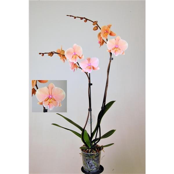 <h4>Big Lip Special Autumn Wind 2 tak</h4>