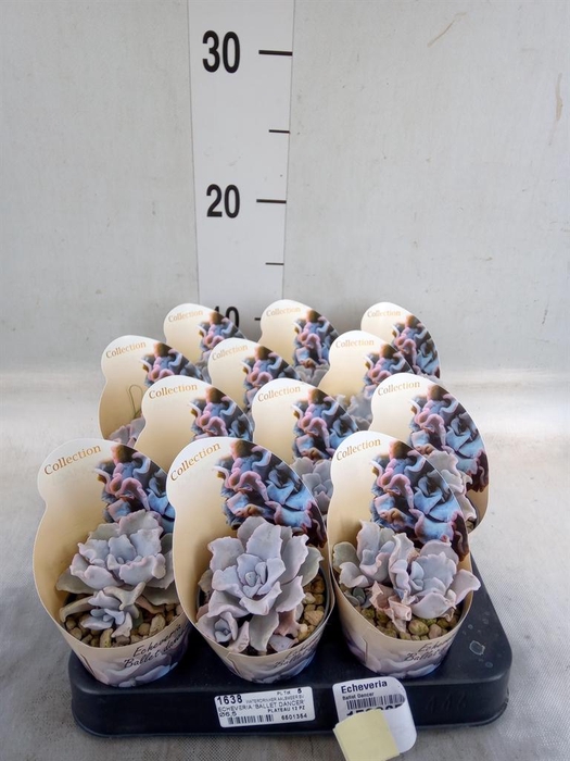 <h4>Echeveria   ...</h4>