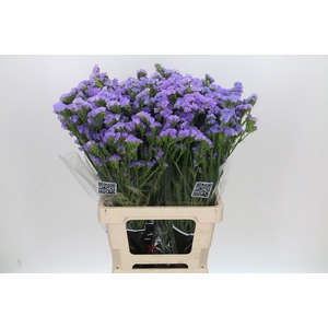 Limonium Statice Crystal Lavendel