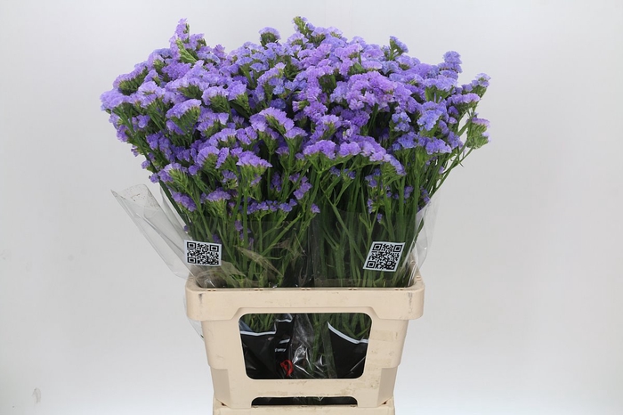 <h4>Limonium Statice Crystal Lavendel</h4>