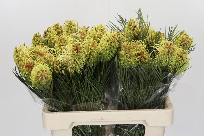 <h4>Grevillea Spiderman</h4>