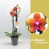 Phalaenopsis grootbloemig 2 tak oranje BG 2-50 G Bolgheri