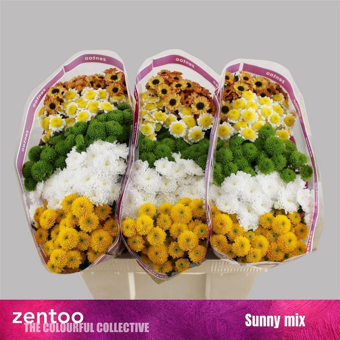 <h4>Chr S Gem Sunny</h4>
