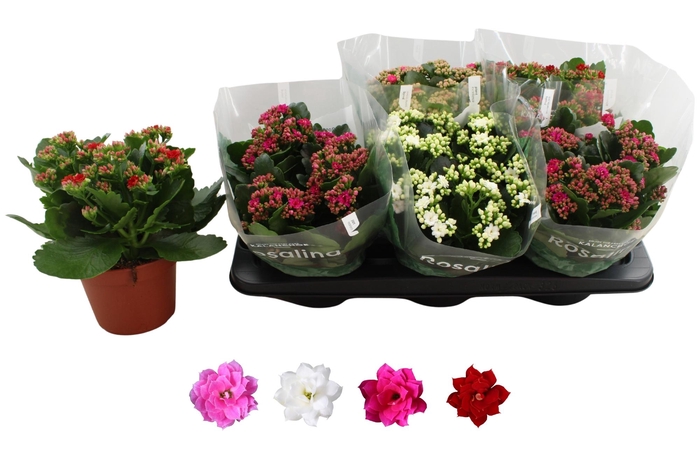 <h4>KAL GE RO GEM 4 KL</h4>