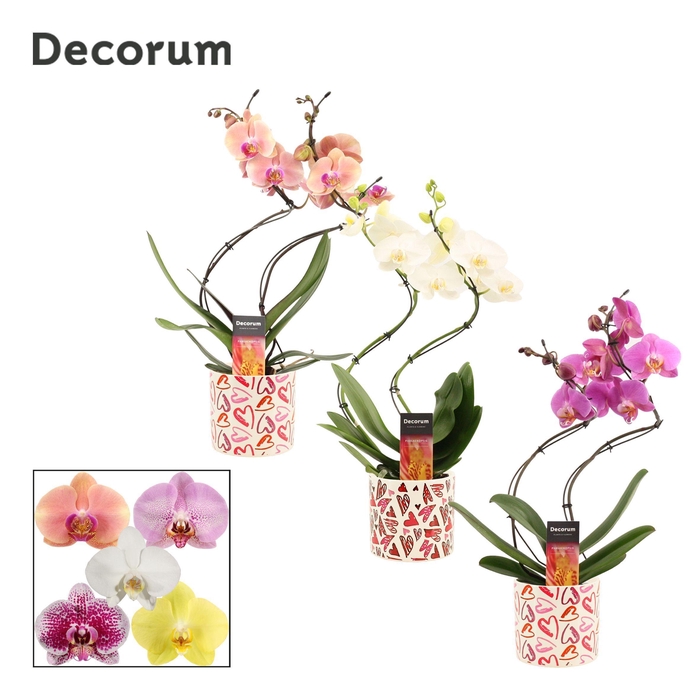 <h4>Phalaenopsis hurricane mix in Julia (Deco-collection)</h4>