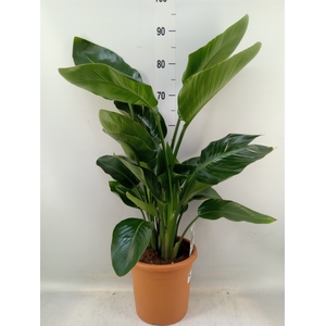 Strelitzia nicolai