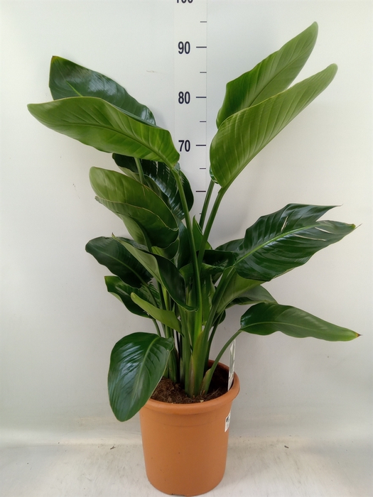 <h4>Strelitzia nicolai</h4>