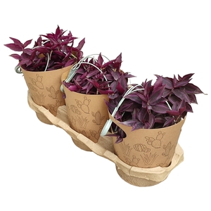 TRADESCANTIA ZEBRINA 'PURPLE PASSION' IN HANGING BASKET Ø16 IN LOWERED CARDBOARD POTCOVER - ECO-FRIENDLY PLATFORM 3 PCS