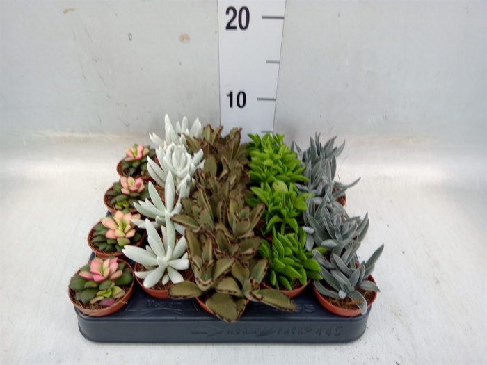 Succulents   ...