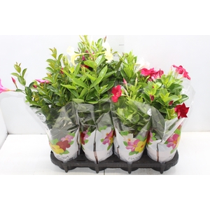 DIPLADENIA P15