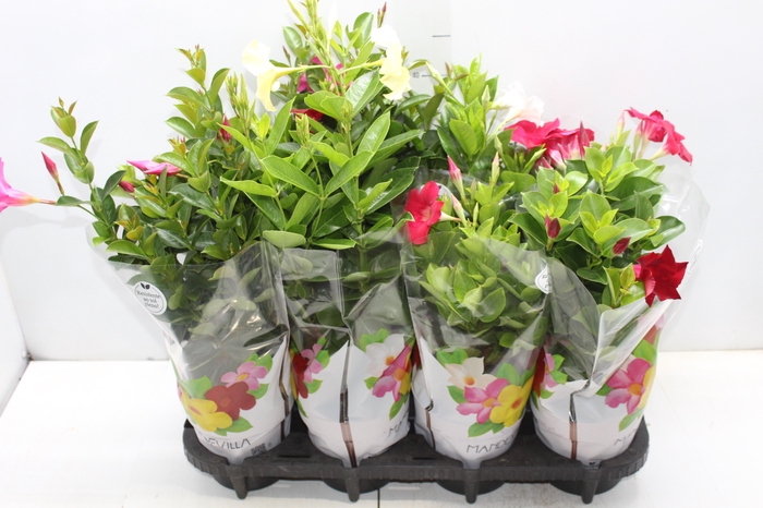 <h4>DIPLADENIA P15</h4>