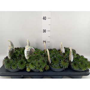 Sempervivum  'ChickCh'   ...mix