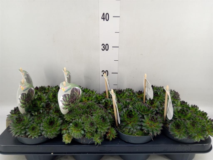 <h4>Sempervivum  'ChickCh'   ...mix</h4>