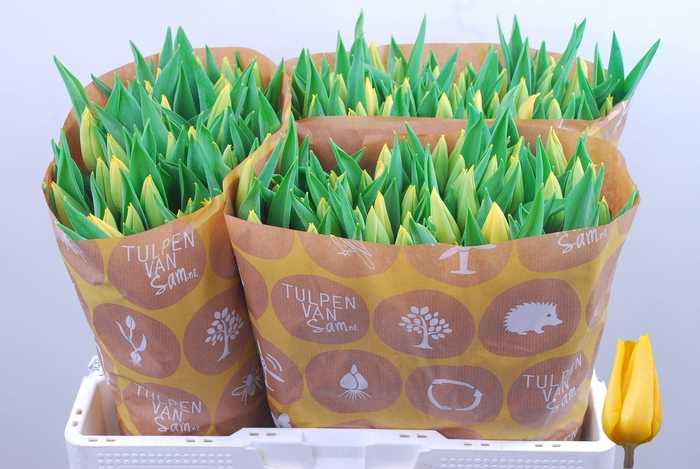 <h4>TU EN STRONG GOLD</h4>