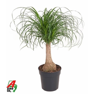 Nolina recurvata