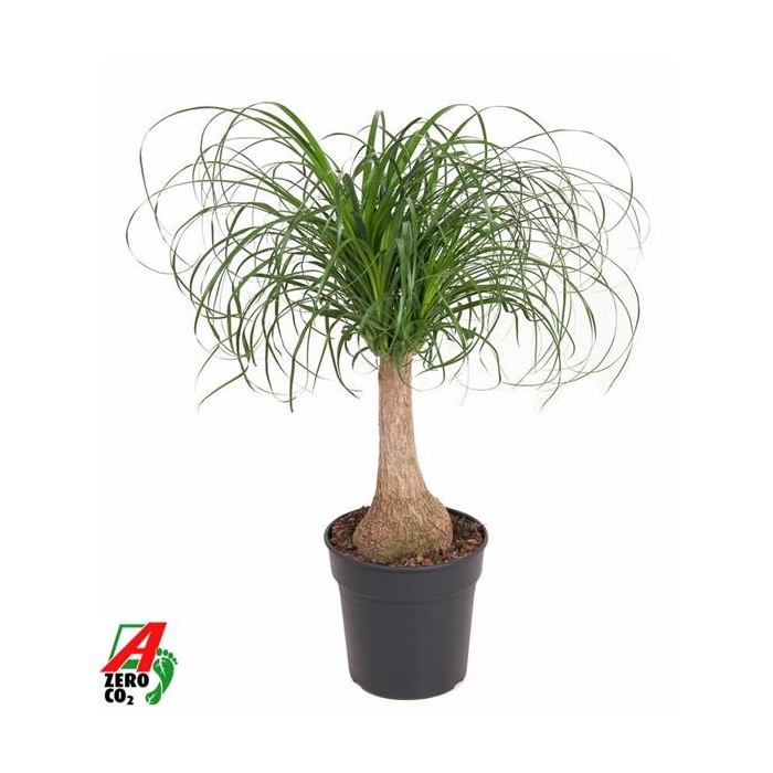 <h4>Beaucarnea stam P21 - 1ft</h4>