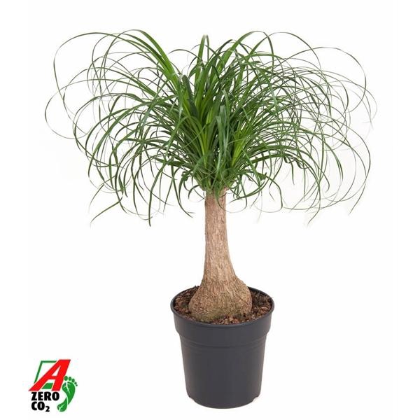 <h4>Nolina recurvata</h4>