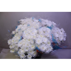 Chr T Altaj X5