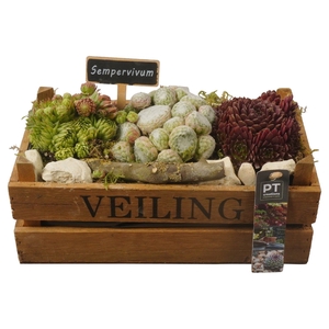 Arr.  Sempervivum L%