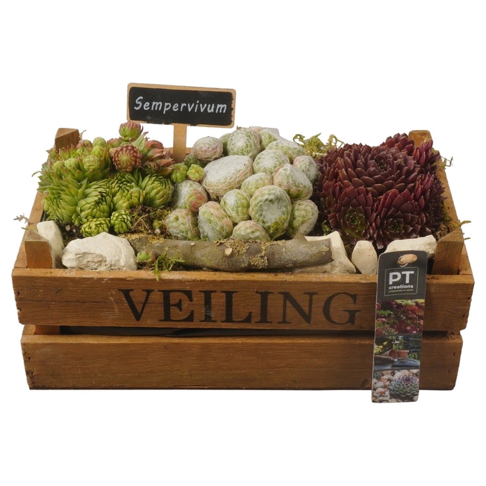 <h4>Arr.  Sempervivum L%</h4>