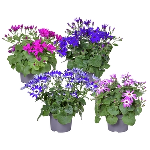 Senetti Percallis mixkar