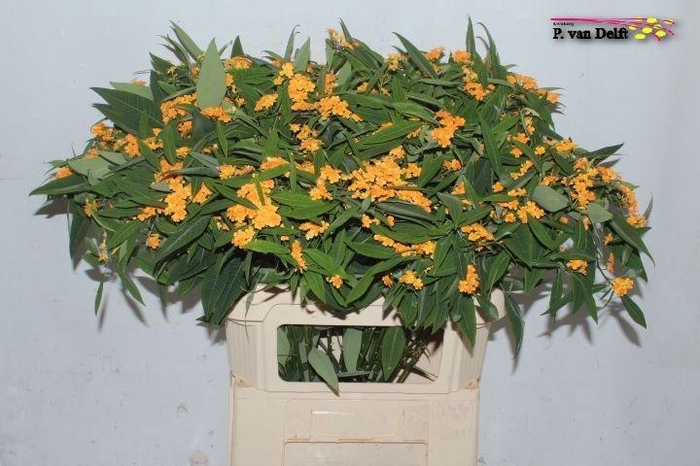 <h4>EUPH F T SUNSTREAM</h4>