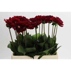 Dahlia Red Runner