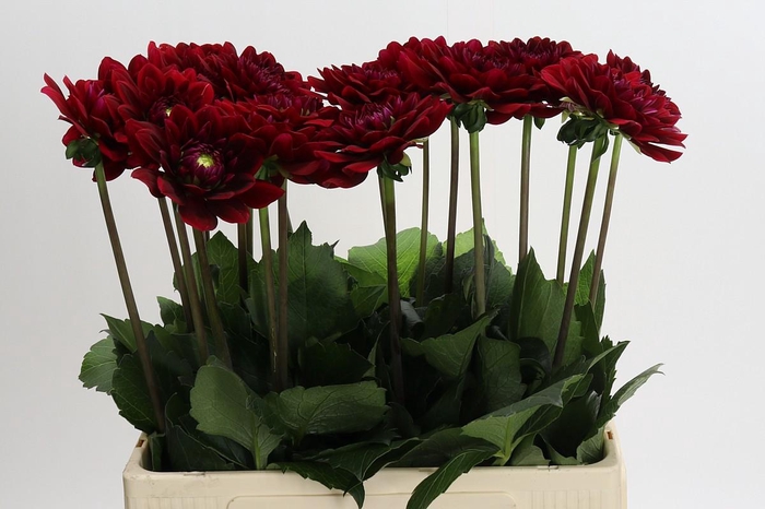 Dahlia Red Runner