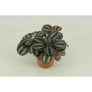Pilea Norfolk, 12cm