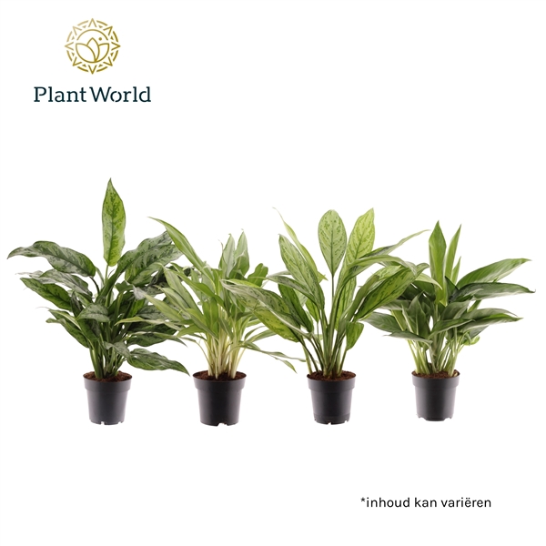 <h4>Aglaonema Mix</h4>