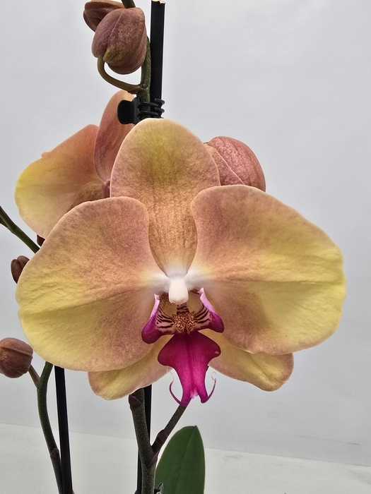 <h4>Limited 05 week 19</h4>