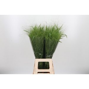 Panicum Fountain