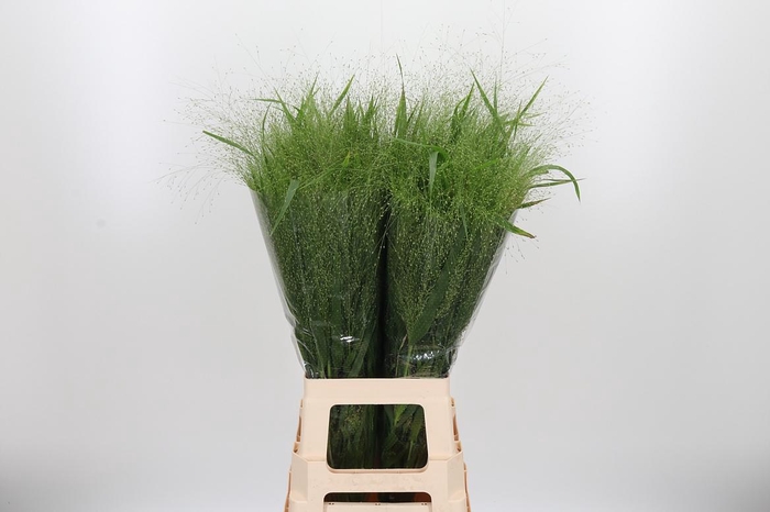 <h4>Panicum Fountain</h4>