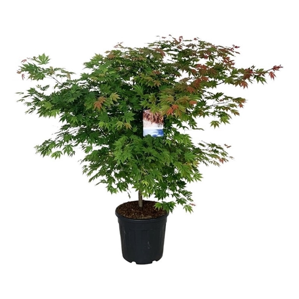 <h4>Acer North Wind ®</h4>