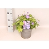 vaste planten 19 cm  Geranium Bloom Me Away